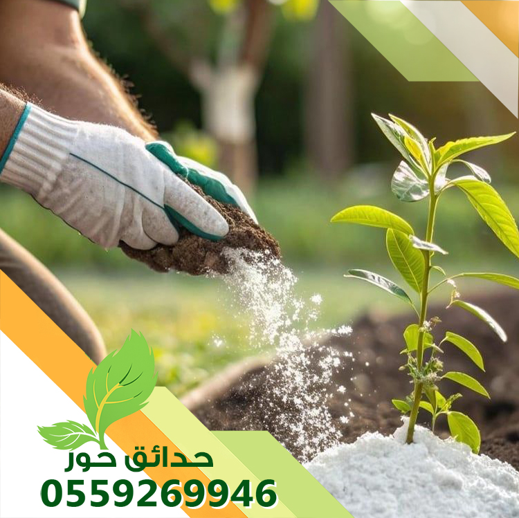 رقم واحد في مجال تنسيق الحدائق والبساتين 0559269946 شركة حدائق حور رقم واحد في مجال تنسيق الحدائق والبساتين 0559269946 شركة حدائق حور