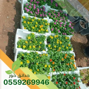 تركيب زرع طبيعي بالرياض تركيب زرع طبيعي بالرياض