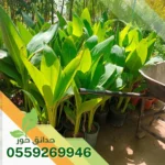 تركيب زرع طبيعي بالرياض