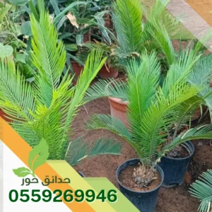 تركيب زرع طبيعي بالرياض تركيب زرع طبيعي بالرياض