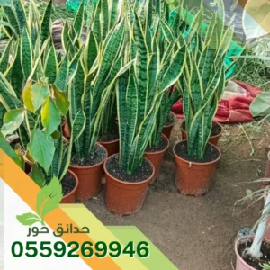 تركيب زرع طبيعي بالرياض شركة تركيب زرع طبيعي بالرياض