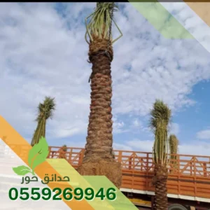 تركيب نخيل عربي بالرياض
