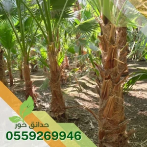 تركيب نخيل واشنطن بالرياض