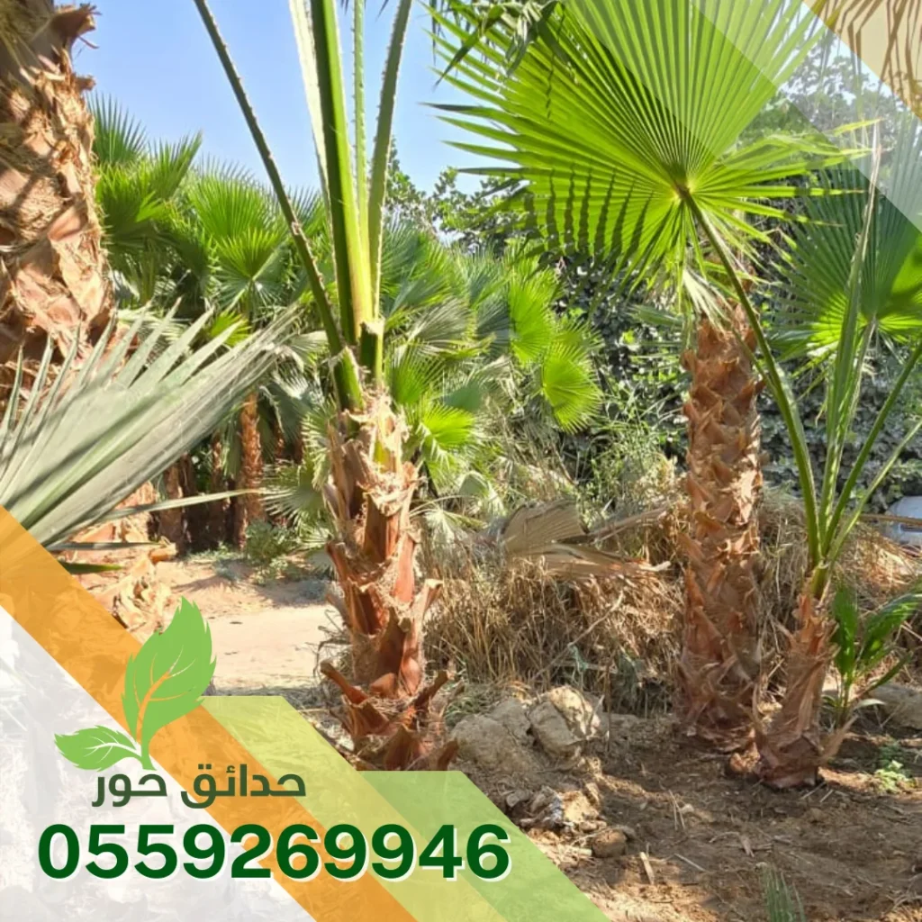 توريد نخيل واشنطن بالرياض