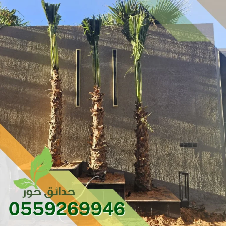 تركيب نخيل واشنطن وعربي بالرياض
