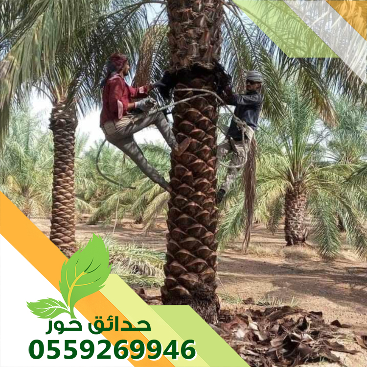 شركة حدائق حور 0559269946