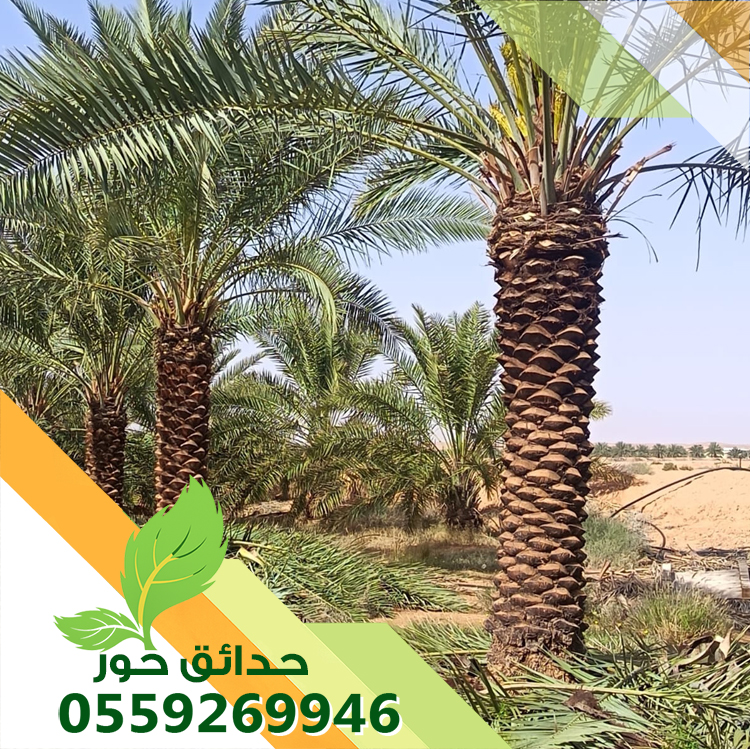 شركة حدائق حور 0559269946