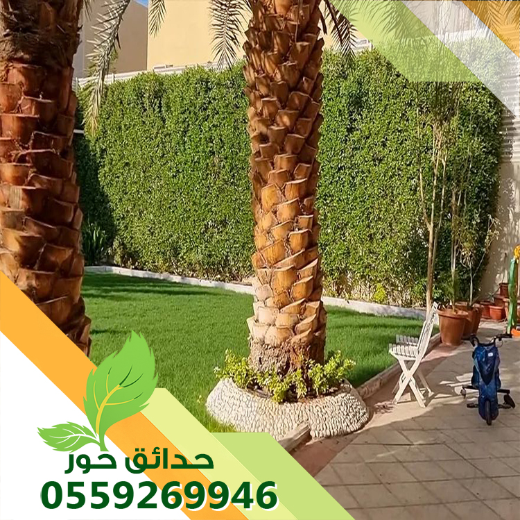شركة زراعة نخيل بالرياض شركة زراعة نخيل بالرياض