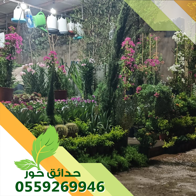 زرع طبيعي بالرياض زرع طبيعي بالرياض