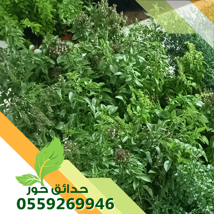زرع طبيعي بالرياض زرع طبيعي بالرياض