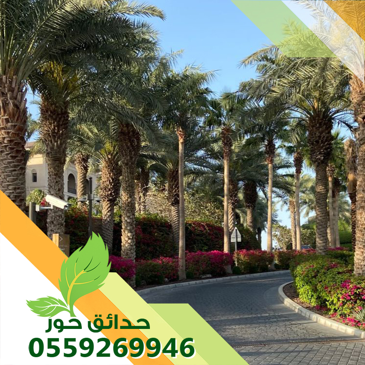 شركة تكريب النخيل بالرياض شركة تكريب النخيل بالرياض