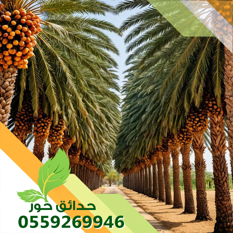 تكريب نخل واشنطونيا وعربي بالرياض