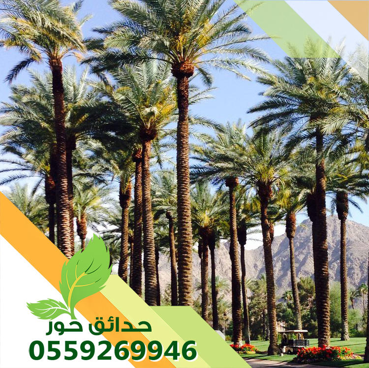 تكريب نخل واشنطونيا وعربي بالرياض