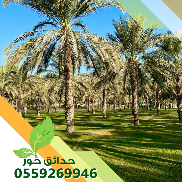تكريب نخل واشنطونيا وعربي بالرياض