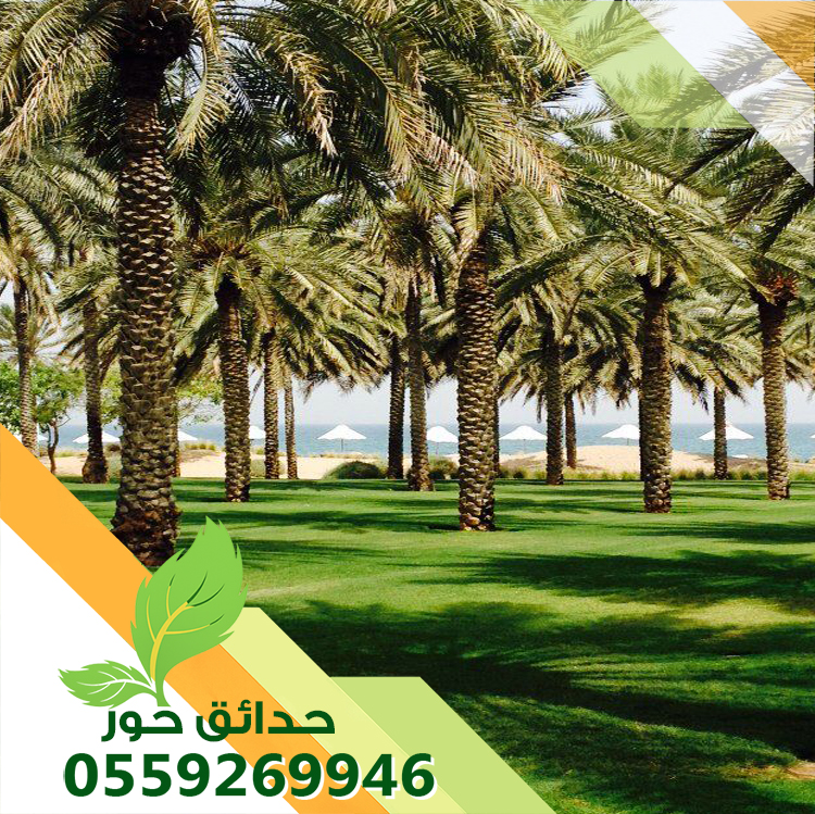 تكريب نخل واشنطونيا وعربي بالرياض 0559269946 | شركة حدائق حور 0559269946